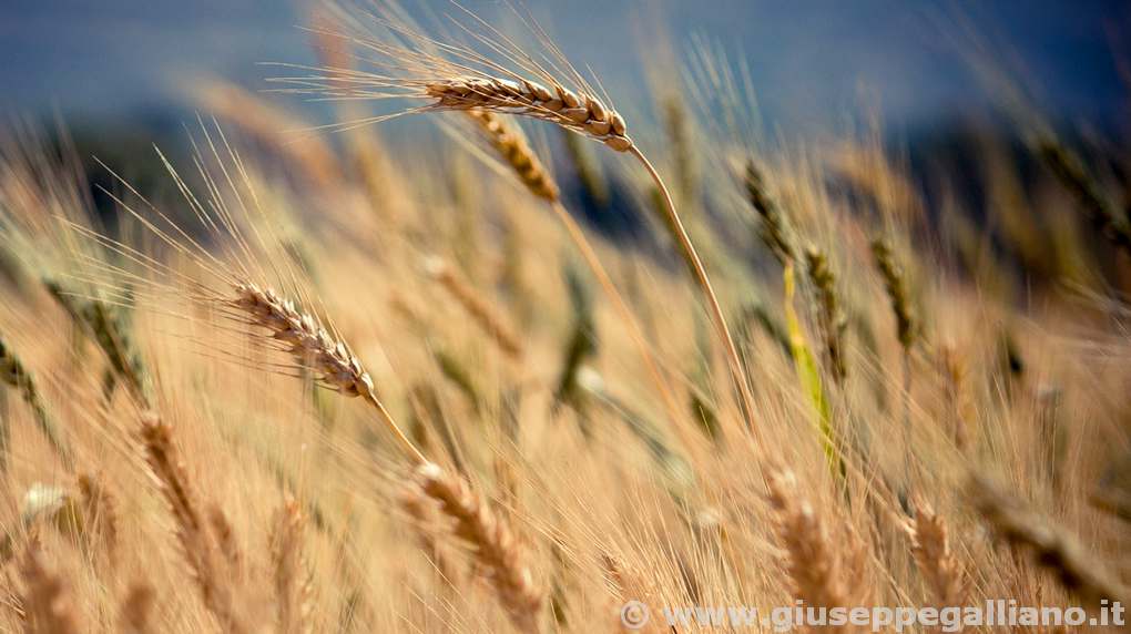 video_aziende_agricole_produzione_galliano