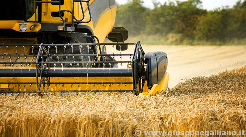 video_aziende_agricole_produzione_galliano